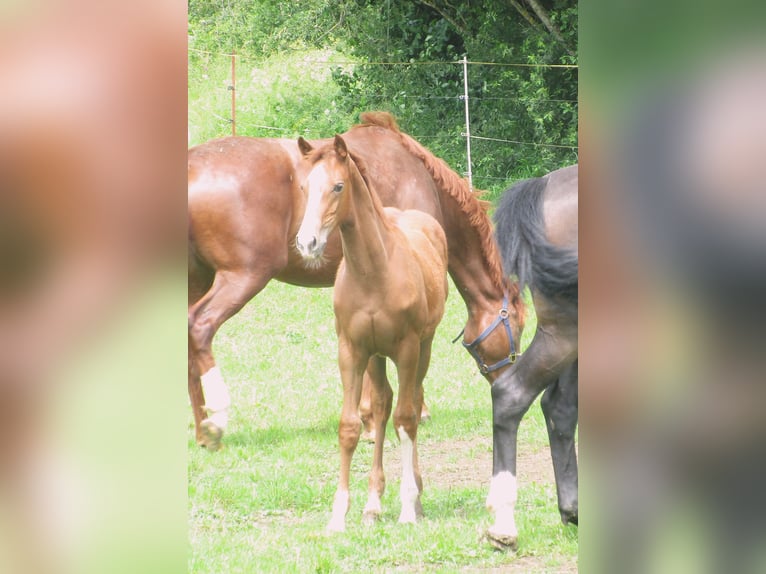 Caballo de deporte alemán Yegua  Alazán in Balingen