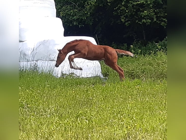 Caballo de deporte alemán Yegua  Alazán in Balingen