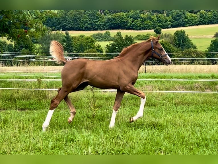 Caballo de deporte alemán Yegua Potro (04/2025) Alazán in Gro&#xDF;schirma