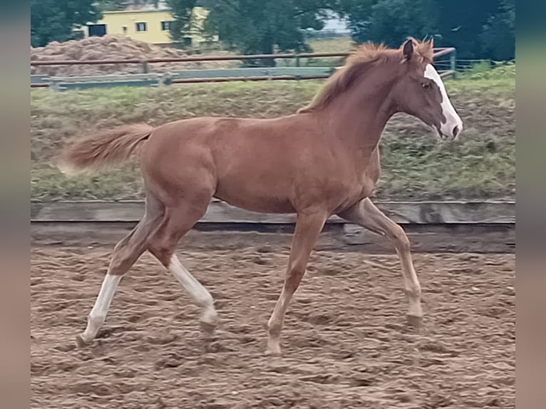 Caballo de deporte alemán Yegua Potro (02/2025) Alazán in Farsleben