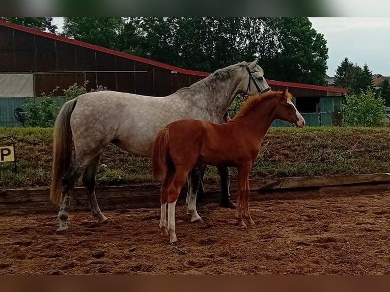 Caballo de deporte alemán Yegua Potro (02/2025) Alazán in Farsleben