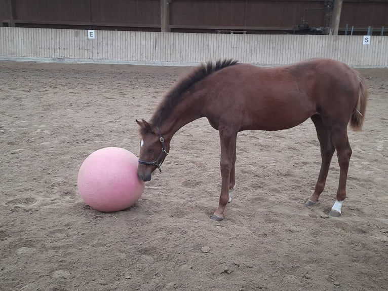 Caballo de deporte alemán Yegua Potro (04/2024) Alazán-tostado in Wiesbaden