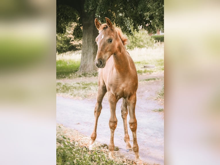 Caballo de deporte alemán Yegua Potro (05/2025) Alazán-tostado in Krumke