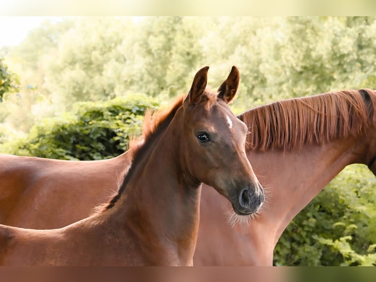 Caballo de deporte alemán Yegua Potro (05/2025) Alazán-tostado in Krumke