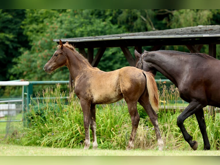 Caballo de deporte alemán Yegua Potro (03/2025) Alazán-tostado in Olszowa