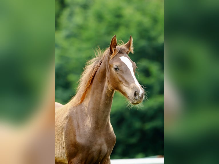 Caballo de deporte alemán Yegua Potro (03/2025) Alazán-tostado in Olszowa