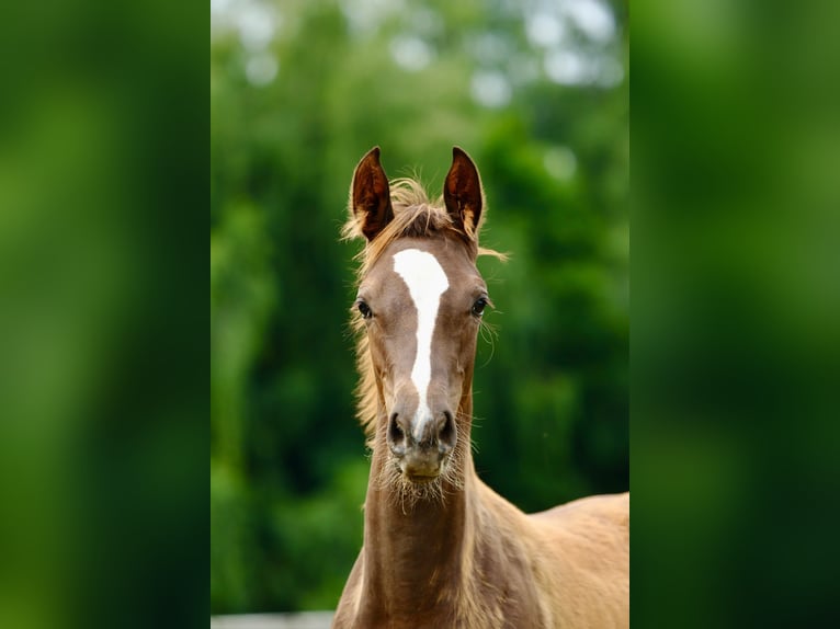 Caballo de deporte alemán Yegua Potro (03/2025) Alazán-tostado in Olszowa