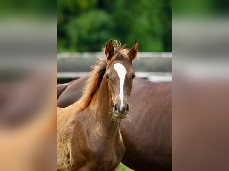 Caballo de deporte alemán Yegua Potro (03/2025) Alazán-tostado in Olszowa
