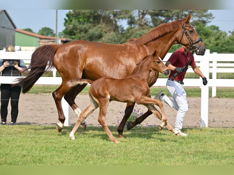 Caballo de deporte alemán Yegua  Alazán-tostado in Sch&#xF6;nwalde-Glien
