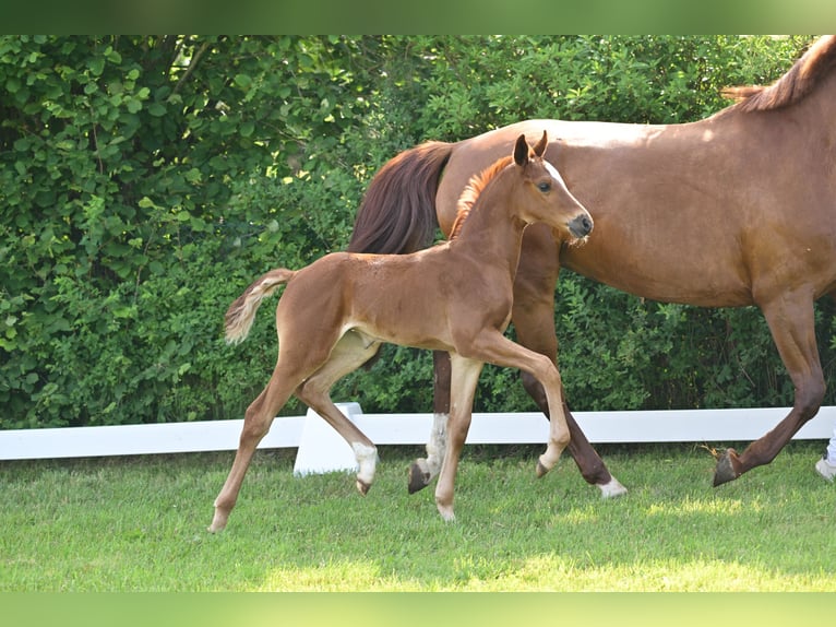 Caballo de deporte alemán Yegua  Alazán-tostado in Sch&#xF6;nwalde-Glien
