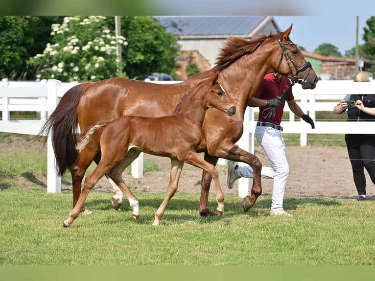 Caballo de deporte alemán Yegua  Alazán-tostado in Sch&#xF6;nwalde-Glien