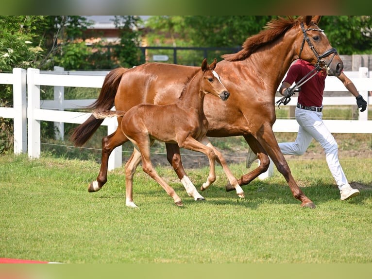 Caballo de deporte alemán Yegua Potro (05/2025) Alazán-tostado in Schönwalde-Glien