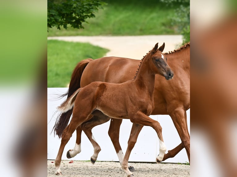 Caballo de deporte alemán Yegua Potro (03/2024) Alazán-tostado in Weilheim an der Teck