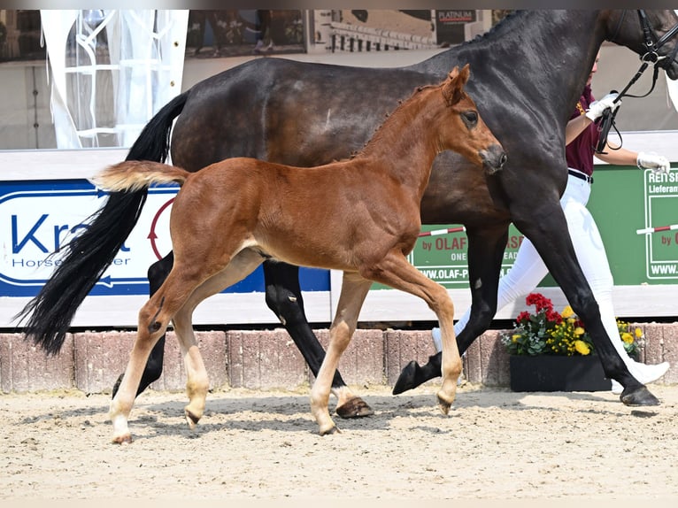 Caballo de deporte alemán Yegua Potro (04/2025) Alazán-tostado in Gomadingen