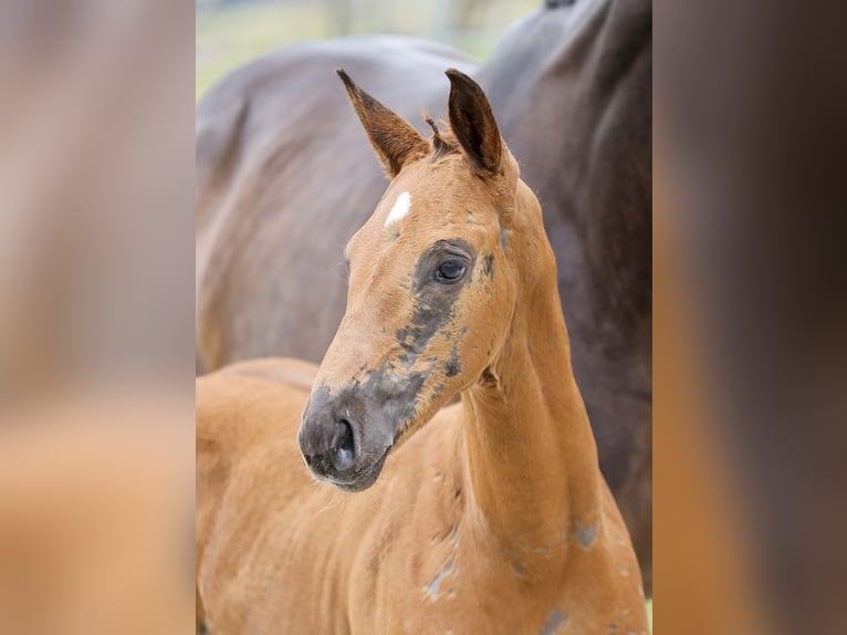 Caballo de deporte alemán Yegua Potro (05/2025) Alazán-tostado in Gomadingen