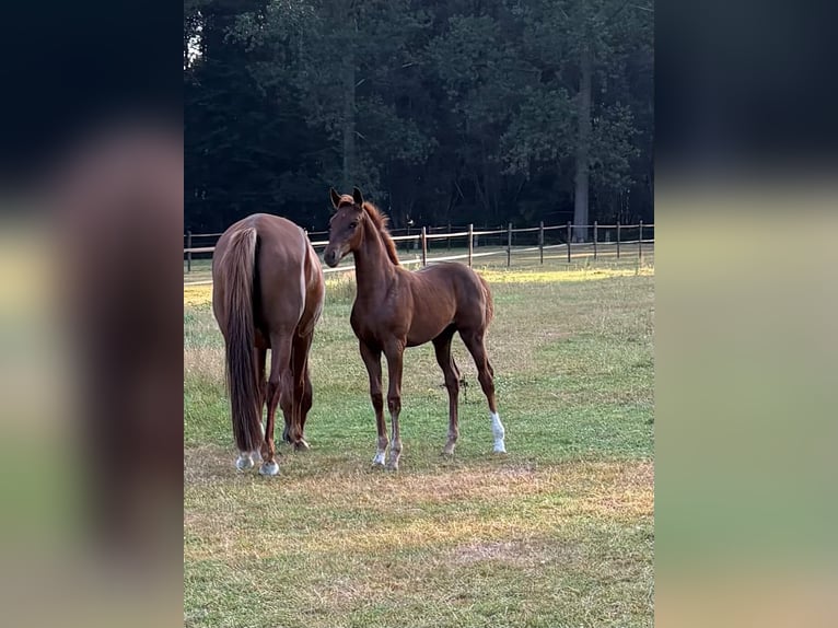 Caballo de deporte alemán Yegua Potro (04/2026) Alazán-tostado in Liezele
