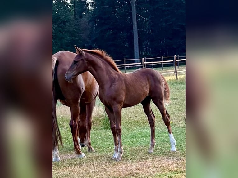 Caballo de deporte alemán Yegua Potro (04/2026) Alazán-tostado in Liezele