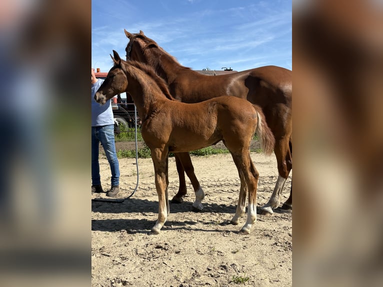 Caballo de deporte alemán Yegua Potro (04/2026) Alazán-tostado in Liezele