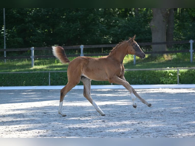 Caballo de deporte alemán Yegua  Alazán-tostado in Marienflie&#xDF;