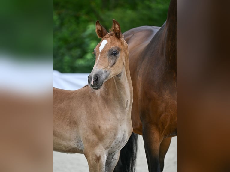 Caballo de deporte alemán Yegua Potro (05/2024) Alazán-tostado in Riedlingen