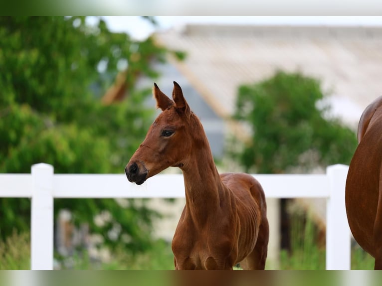Caballo de deporte alemán Yegua Potro (05/2025) in Uhlst&#xE4;dt-Kirchhasel