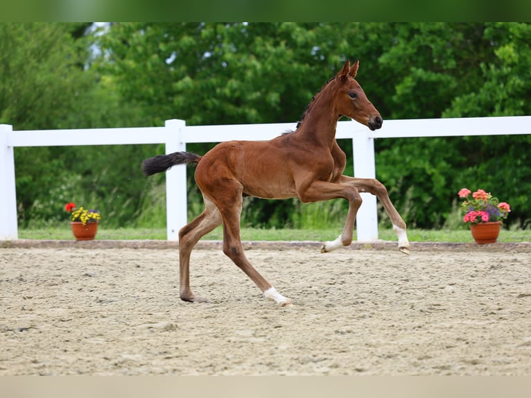 Caballo de deporte alemán Yegua Potro (05/2025) in Uhlst&#xE4;dt-Kirchhasel