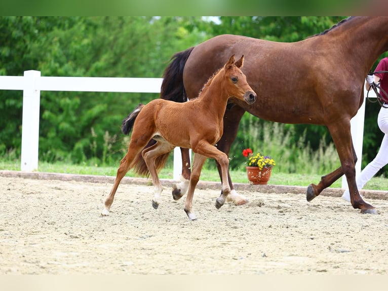 Caballo de deporte alemán Yegua Potro (05/2025) in Uhlst&#xE4;dt-Kirchhasel