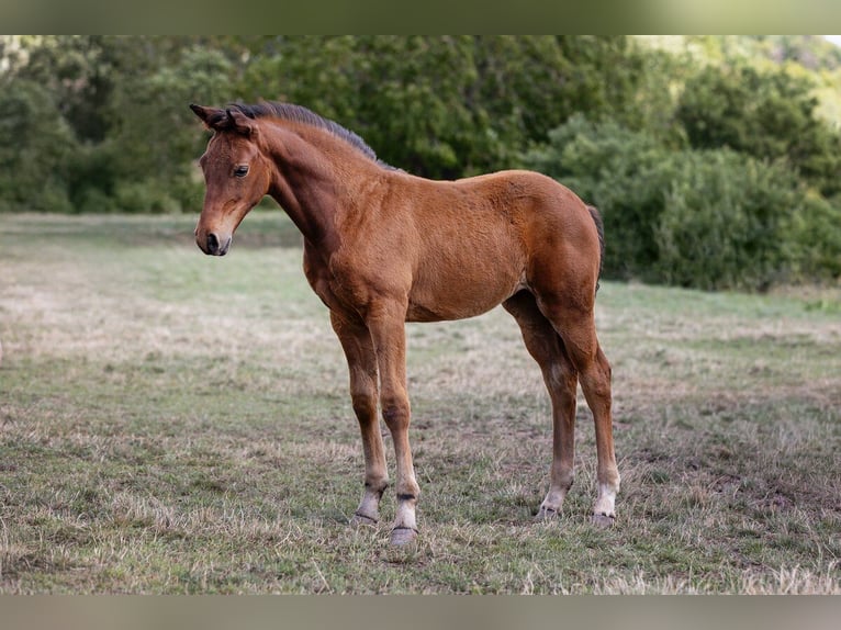 Caballo de deporte alemán Yegua Potro (05/2025) in Uhlst&#xE4;dt-Kirchhasel
