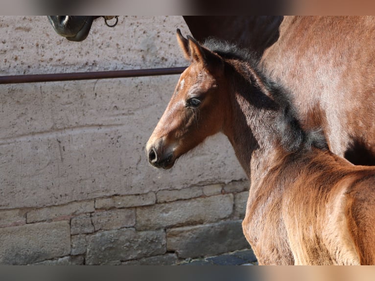 Caballo de deporte alemán Yegua Potro (03/2025) in Wendehausen