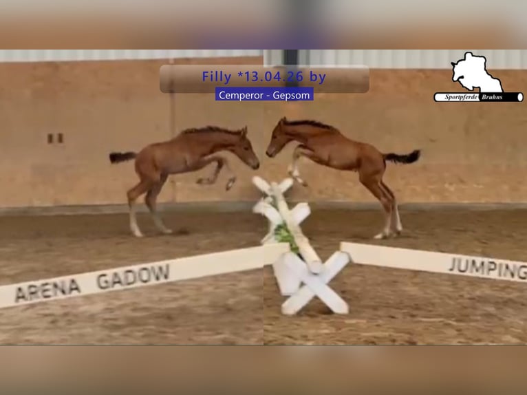 Caballo de deporte alemán Yegua Potro (04/2026)  in Gadow