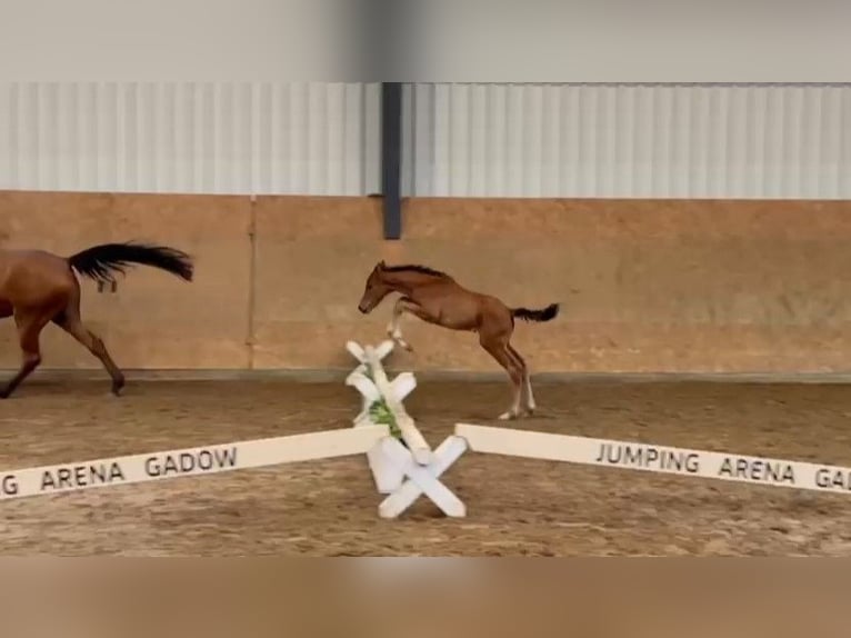 Caballo de deporte alemán Yegua Potro (04/2026)  in Gadow