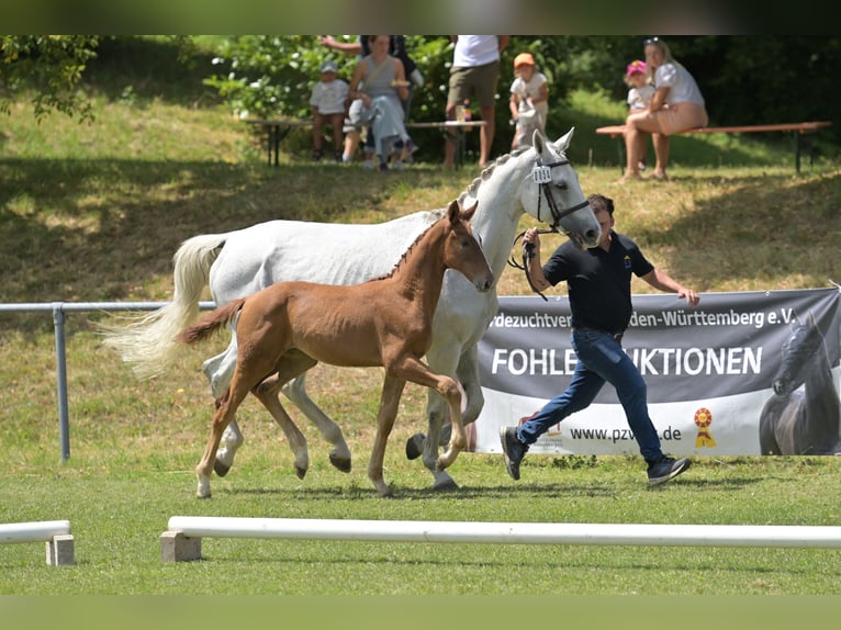 Caballo de deporte alemán Yegua Potro (04/2025) in Fronhofen