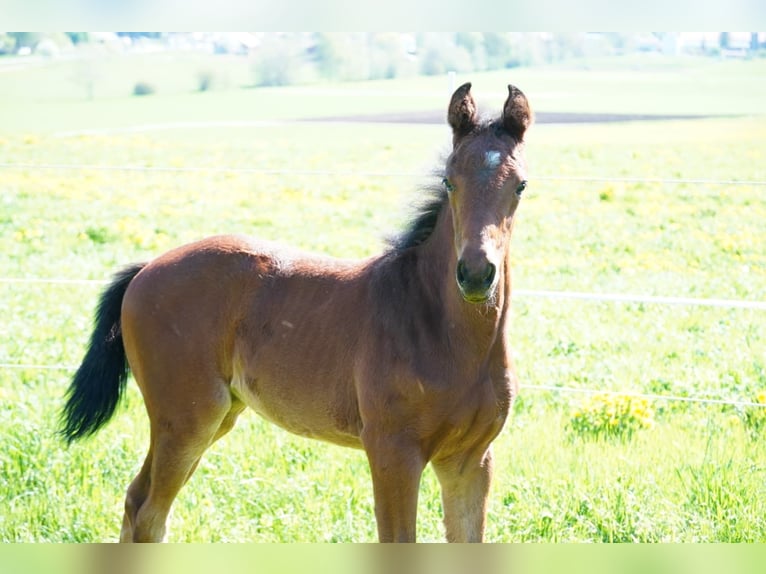 Caballo de deporte alemán Yegua  Castaño in M&#xFC;nsingen