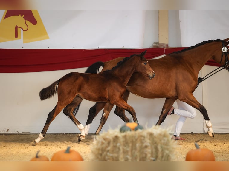 Caballo de deporte alemán Yegua Potro (05/2026) Castaño in Taufkirchen