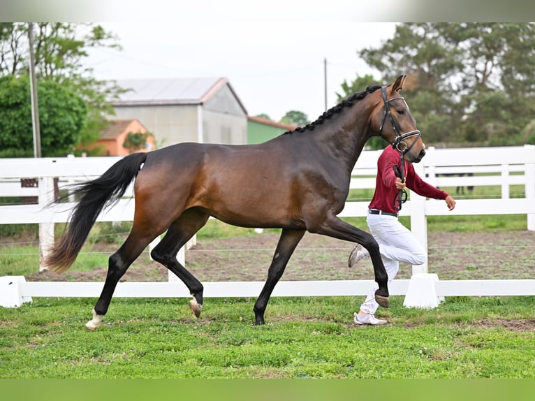 Caballo de deporte alemán Yegua Potro (04/2024) Castaño in Schönwalde-Glien