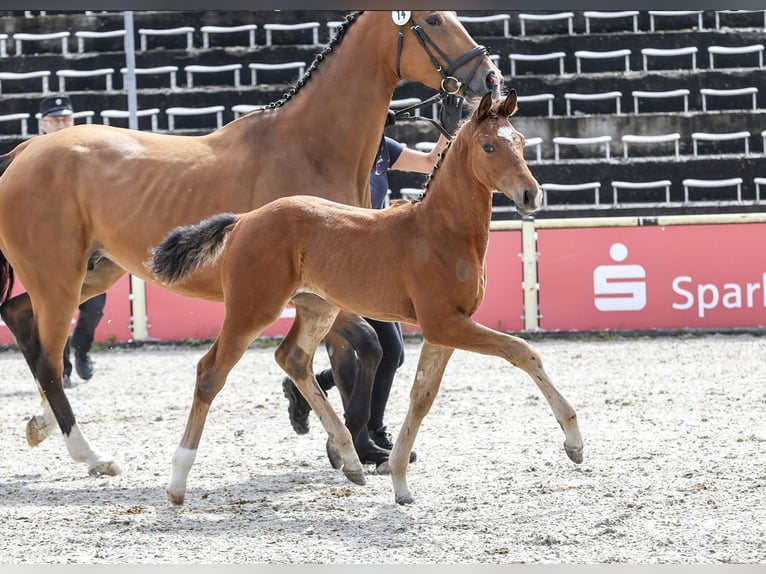 Caballo de deporte alemán Yegua Potro (03/2024) Castaño in Fronhofen