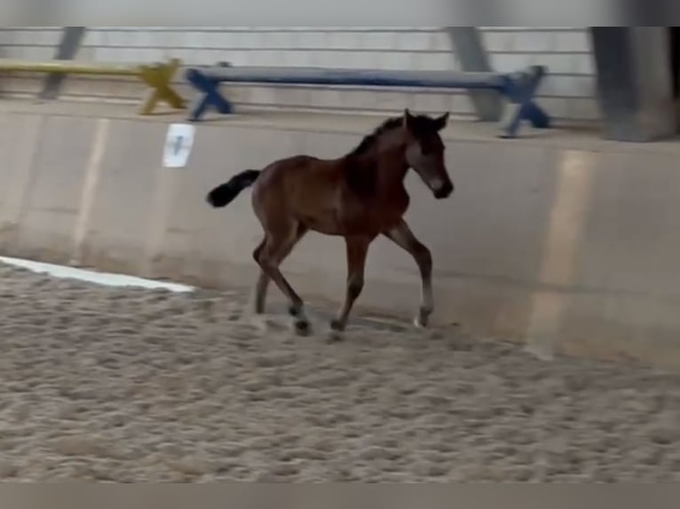 Caballo de deporte alemán Yegua Potro (04/2024) Castaño in Heinersreuth