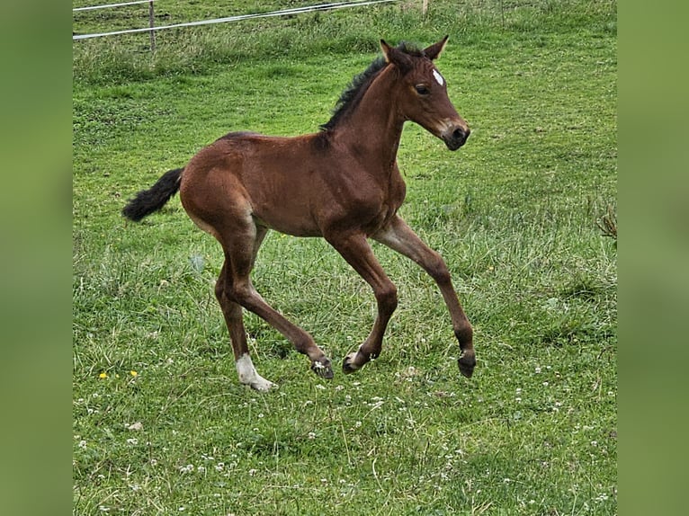 Caballo de deporte alemán Yegua Potro (05/2024) Castaño in Hohenpeißenberg