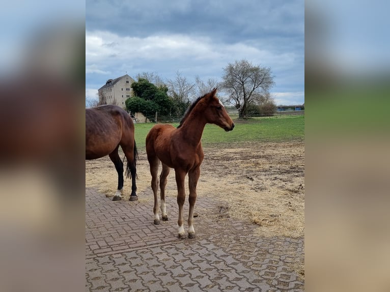 Caballo de deporte alemán Yegua  Castaño in Sülzetal