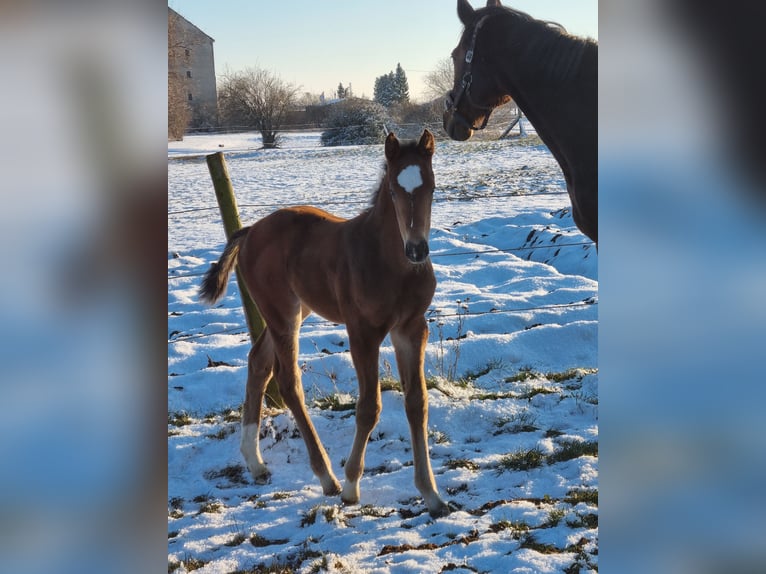 Caballo de deporte alemán Yegua  Castaño in Sülzetal