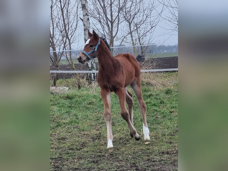 Caballo de deporte alemán Yegua  Castaño in Sülzetal