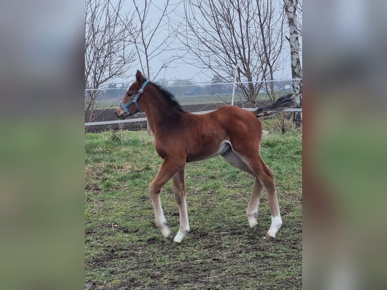 Caballo de deporte alemán Yegua  Castaño in Sülzetal