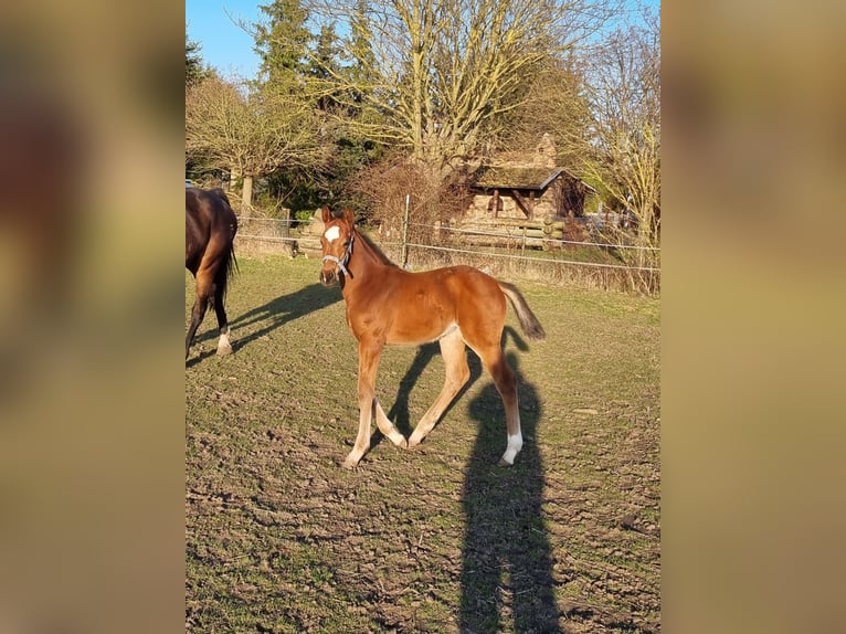 Caballo de deporte alemán Yegua  Castaño in Sülzetal
