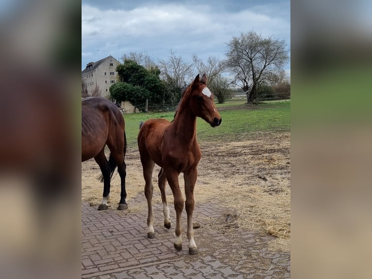 Caballo de deporte alemán Yegua  Castaño in Sülzetal