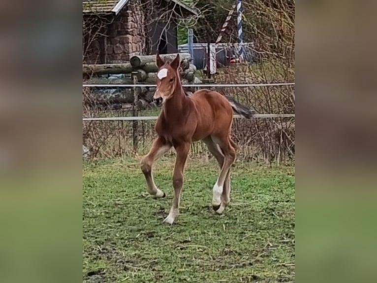 Caballo de deporte alemán Yegua  Castaño in Sülzetal