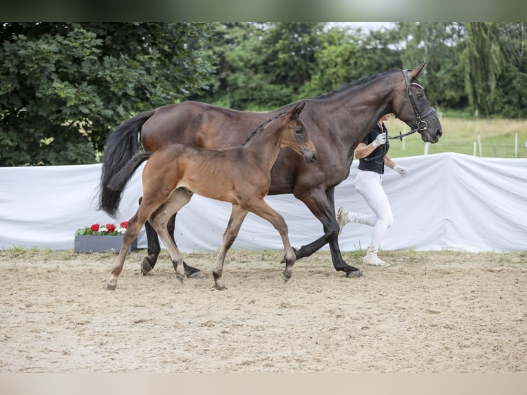 Caballo de deporte alemán Yegua Potro (05/2024) Castaño oscuro in Uhingen