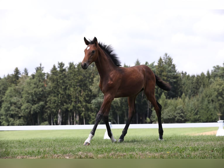 Caballo de deporte alemán Yegua Potro (04/2024) Castaño oscuro in Postmünster