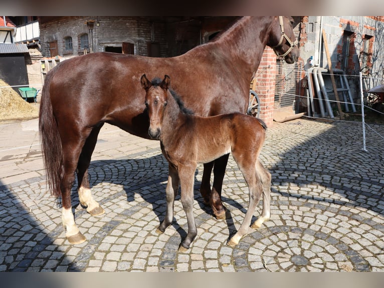 Caballo de deporte alemán Yegua Potro (03/2025) Castaño oscuro in Wendehausen