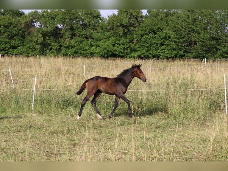 Caballo de deporte alemán Yegua Potro (03/2025) Castaño oscuro in Wendehausen