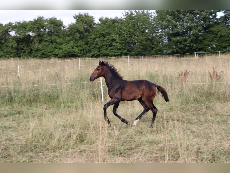 Caballo de deporte alemán Yegua Potro (03/2025) Castaño oscuro in Wendehausen